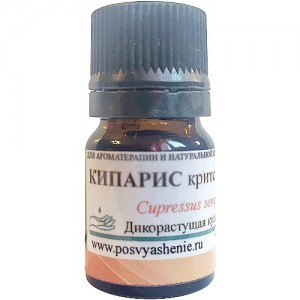Кипарис критский (Cupressus sempervirens)